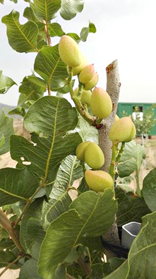 Primeros pistachos cultivados en Cebreros